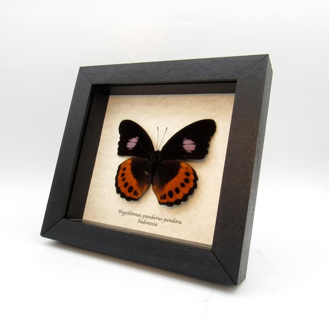 Rare large purple butterfly framed taxidermy - Hypolimnas pandarus pandora