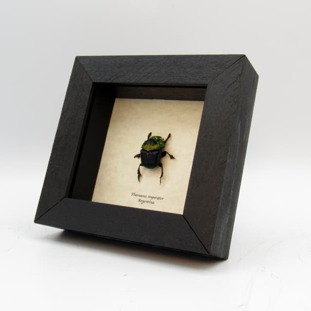 Real Rainbow Dung Scarab beetle framed taxidermy - Phanaeus imperator - female