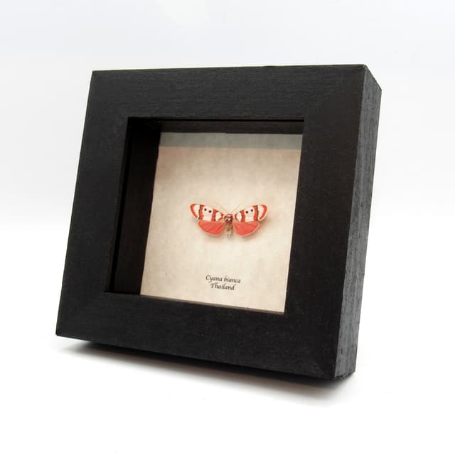 Real tiny pink Arctiid moth framed taxidermy - Cyana bianca