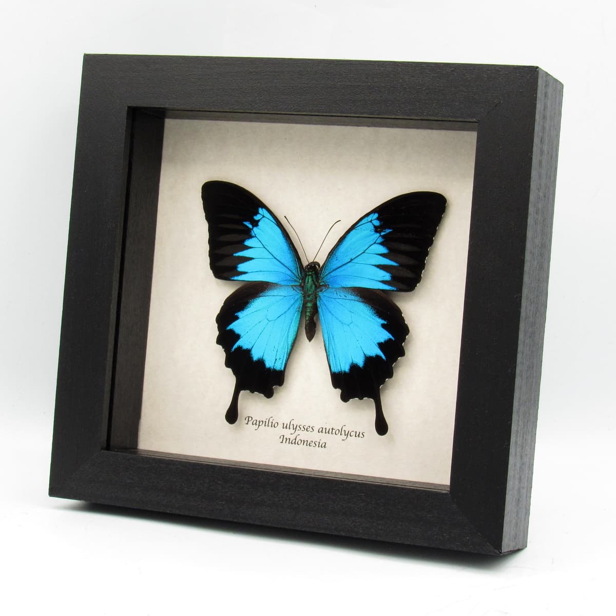 Real metallic blue butterfly framed taxidermy - Papilio ulysses autolycus