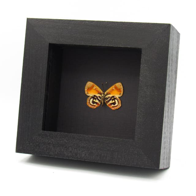 Rare metallic Jewel butterfly framed taxidermy - Hypochrysops hypates zeuxis