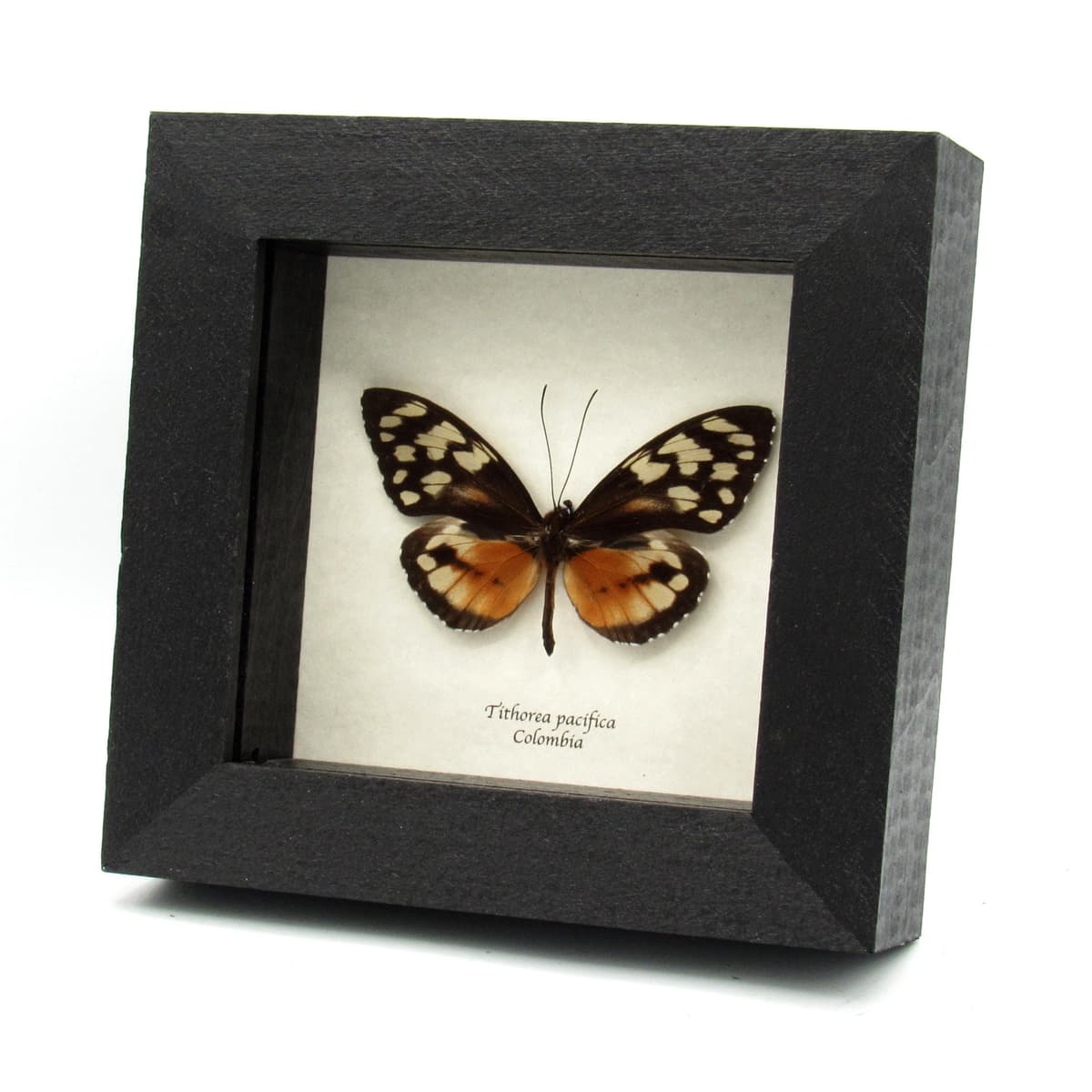 Real orange Ithomiine Longwing butterfly framed taxidermy - Tithorea pacifica