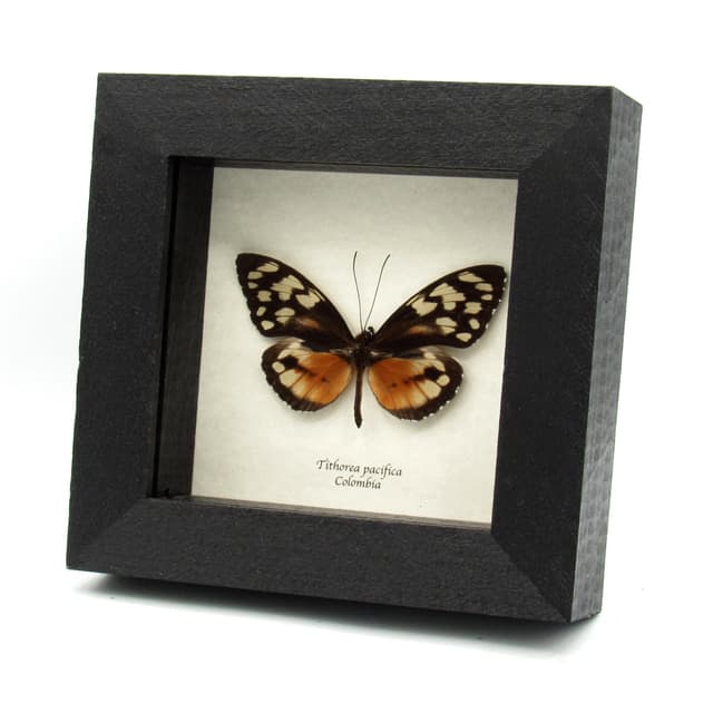 Real orange Ithomiine Longwing butterfly framed taxidermy - Tithorea pacifica