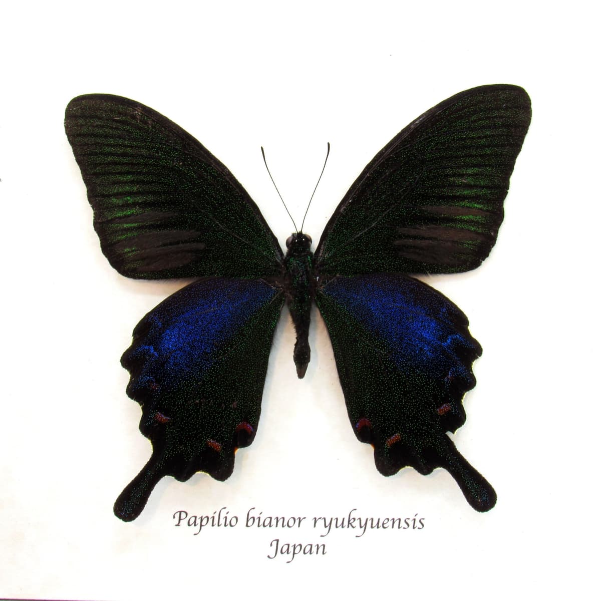 Real black Peacock butterfly framed taxidermy - Papilio bianor ryukyuensis - Spring form