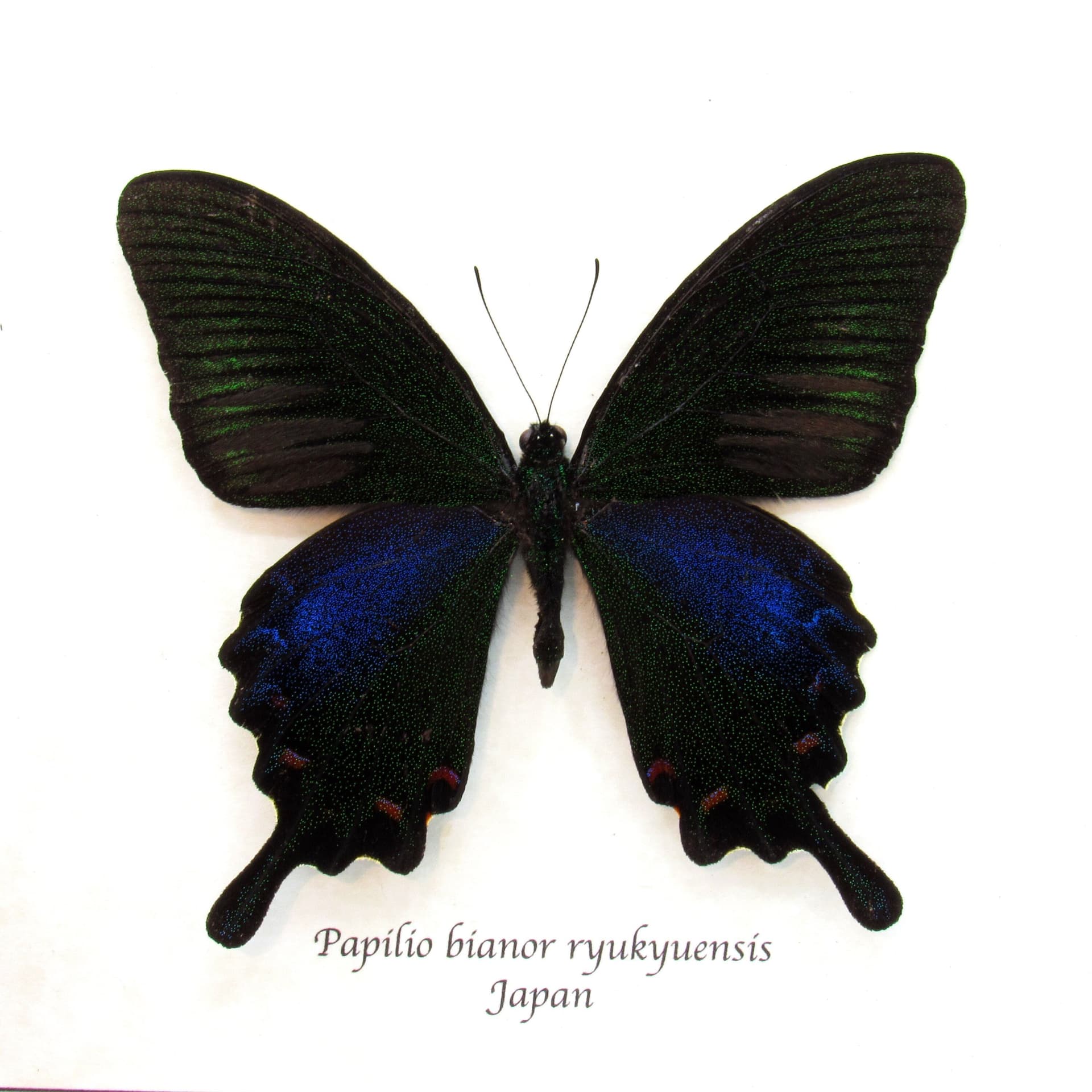 Real black Peacock butterfly framed taxidermy - Papilio bianor ryukyuensis - Spring form