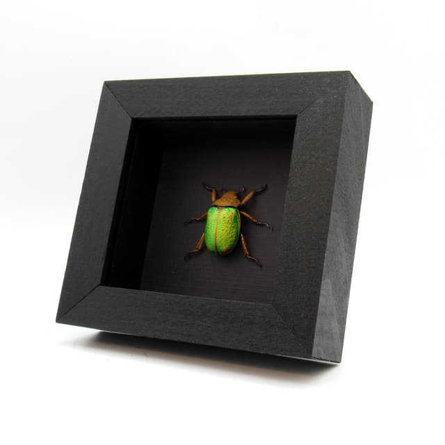 Large Jewel Scarab beetle framed taxidermy - Chrysina victorina