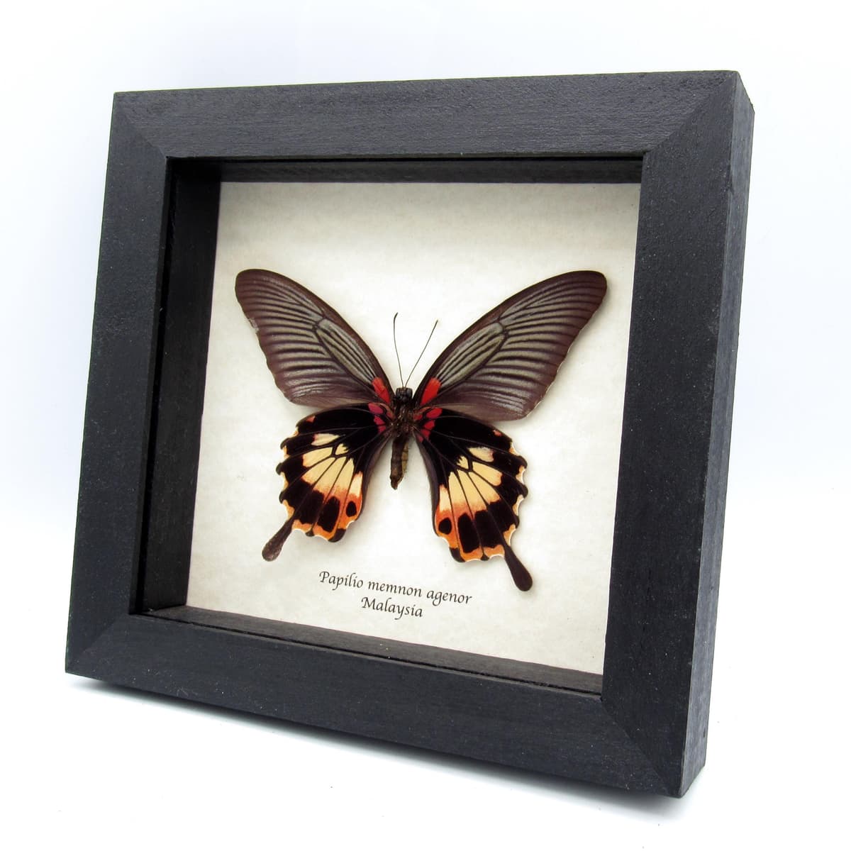 Real Great Mormon butterfly framed taxidermy - Papilio memnon agenor - female