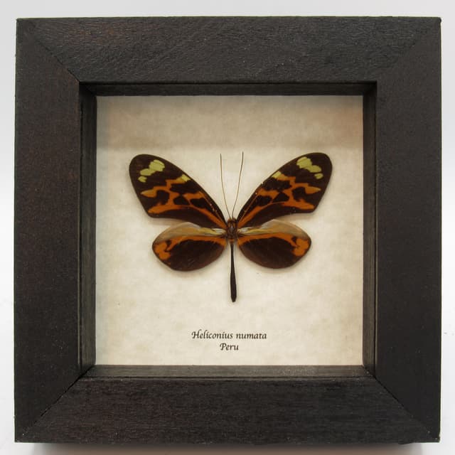 Real orange Longwing butterfly framed taxidermy - Heliconius numata