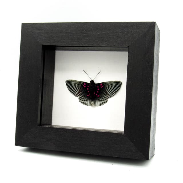 Real pink butterfly framed taxidermy - Lyropteryx apollonia - Victorian mount