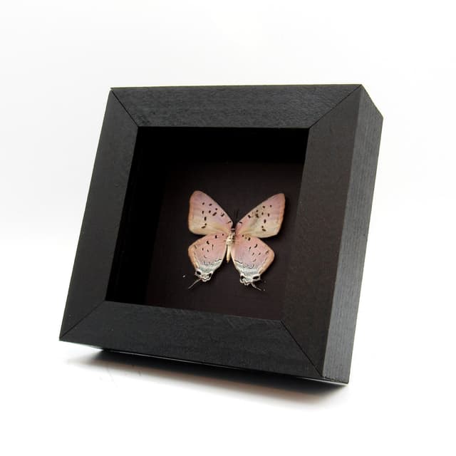 Real lavender butterfly framed taxidermy - Pseudolycaena marsyas
