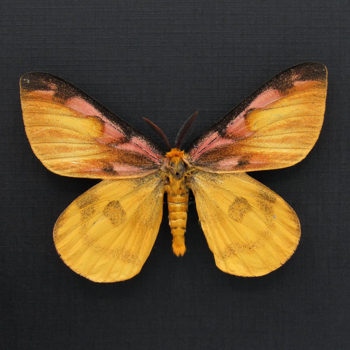 Real rare pink Western Sheep moth framed taxidermy - Hemileuca eglanterina - rare color form