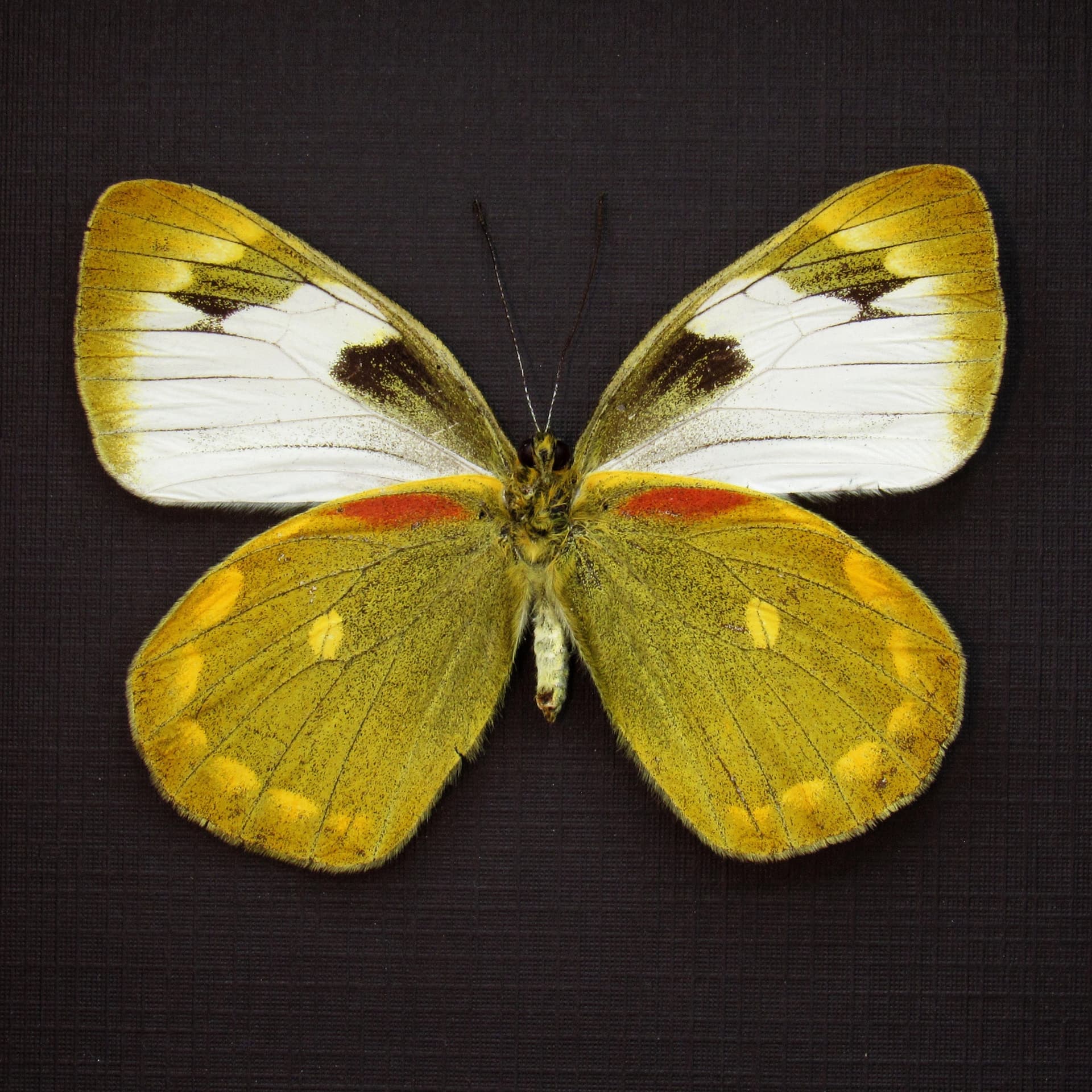 Real Chartreuse Delias butterfly framed taxidermy - Delias apoensis