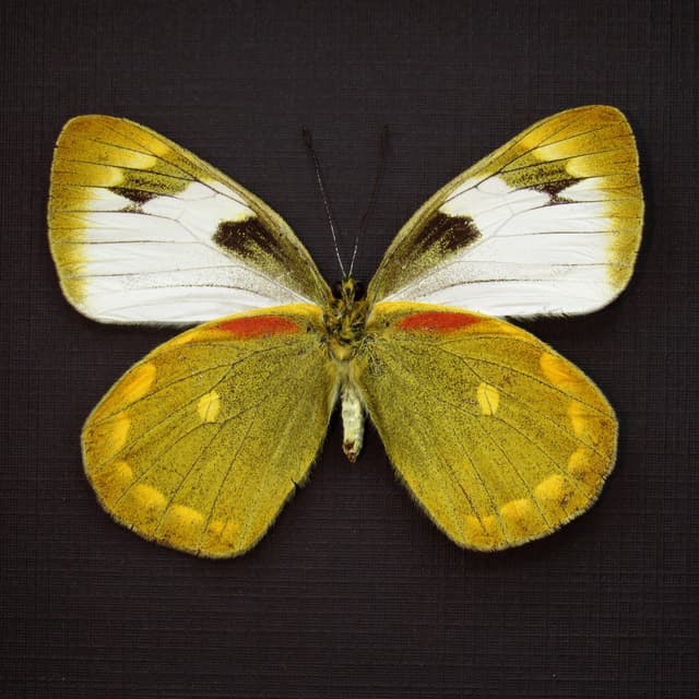 Real Chartreuse Delias butterfly framed taxidermy - Delias apoensis