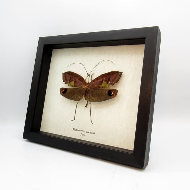 Rare female Peacock katydid framed taxidermy - Pterochroza ocellata