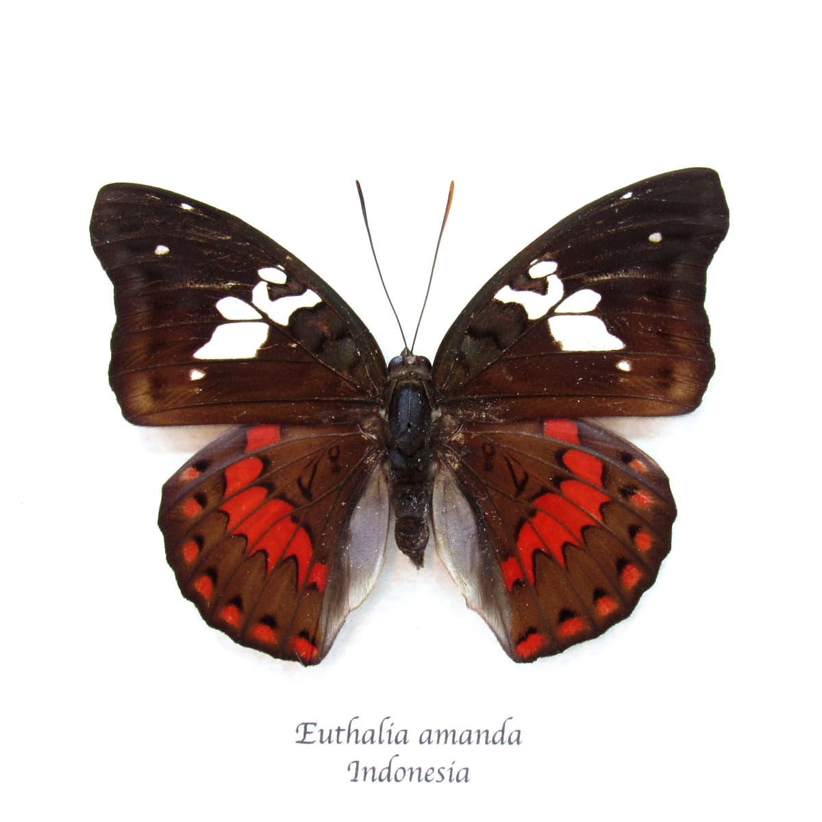 Real large red butterfly framed taxidermy - Euthalia amanda - female