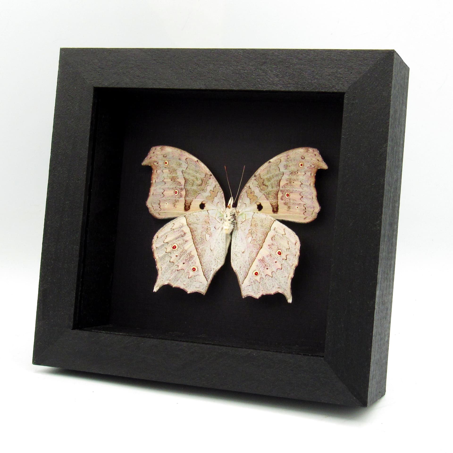 Mother of Pearl framed taxidermy butterfly - Salamis parhassus - verso