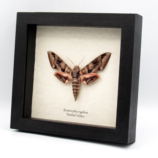 Giant Typhon sphinx moth framed taxidermy - Eumorpha typhon