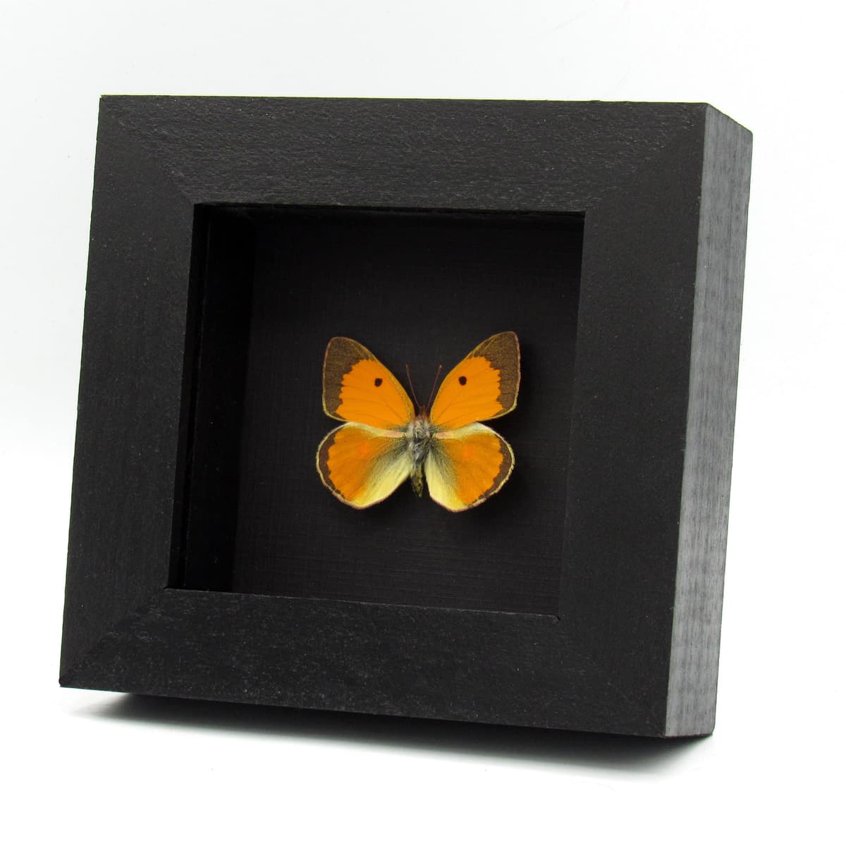 Real Danube Clouded Yellow butterfly framed taxidermy - Colias myrmidone - 2