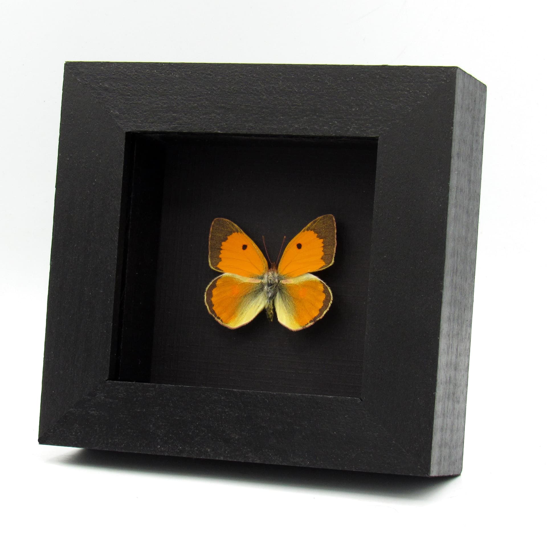 Real Danube Clouded Yellow butterfly framed taxidermy - Colias myrmidone - 2