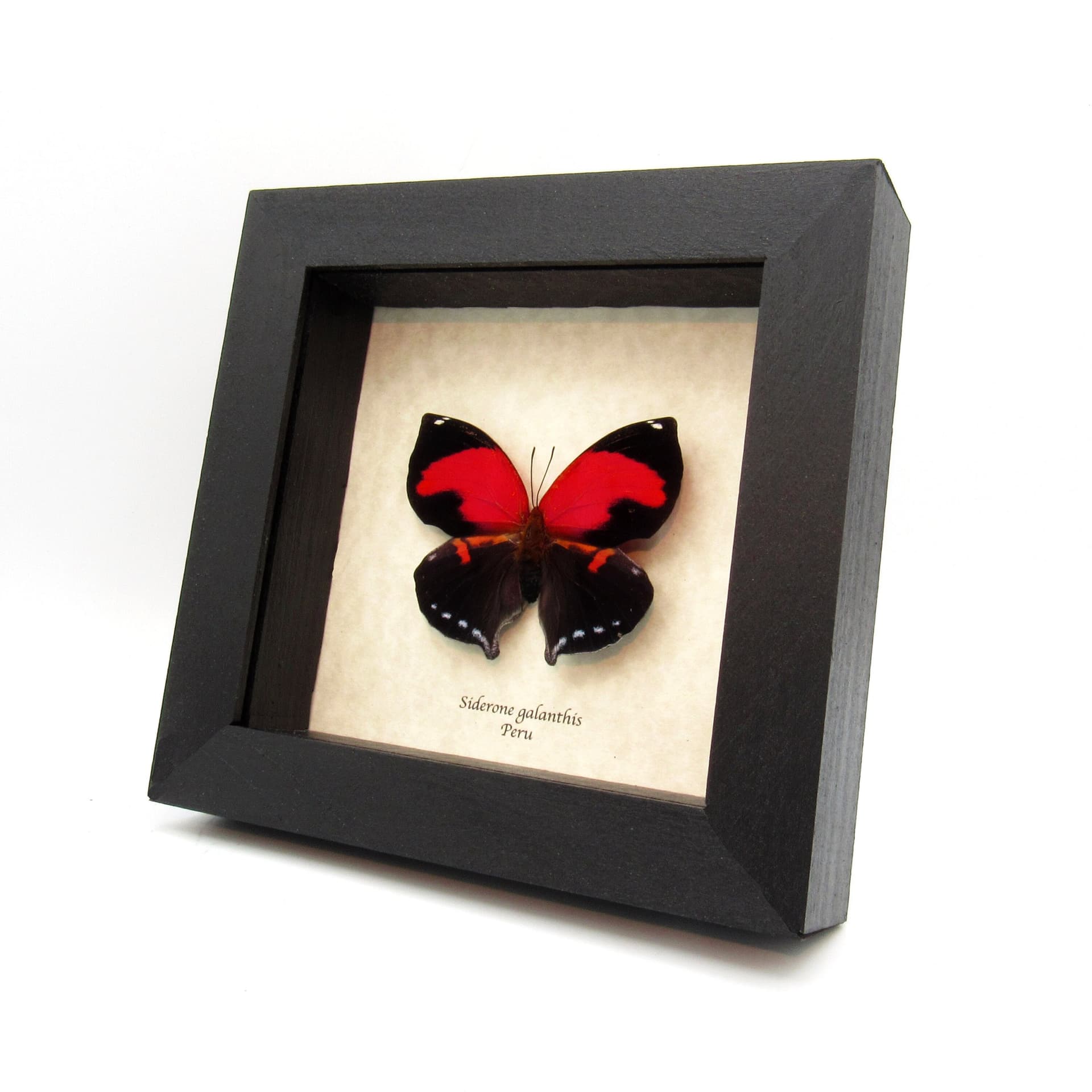 Rare Scarlet Leafwing butterfly framed taxidermy - Siderone galanthis - large female