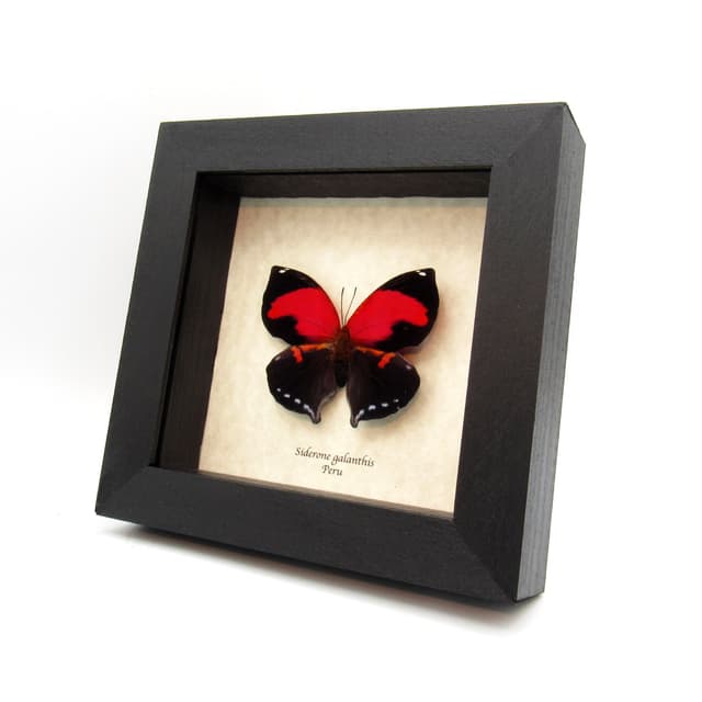 Rare Scarlet Leafwing butterfly framed taxidermy - Siderone galanthis - large female