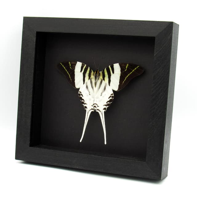 Real Giant Swordtail butterfly framed taxidermy - Graphium androcles - Victorian mount