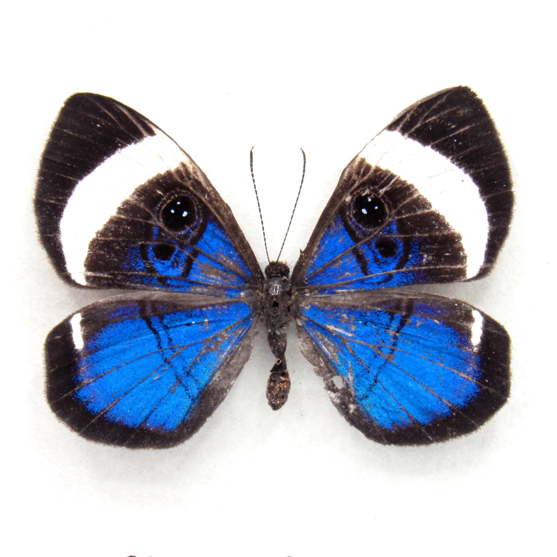 Rare metallic blue Metalmark butterfly framed taxidermy - Mesosemia loruhama - female - minor damage