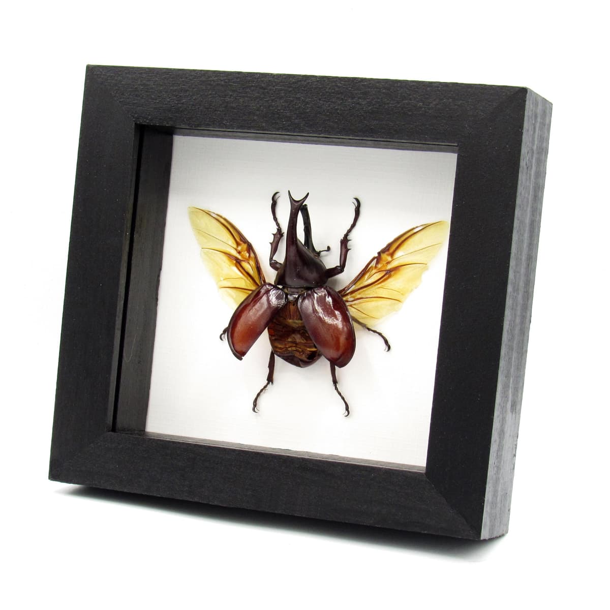 Real Rhinoceros beetle framed taxidermy - Xylotrupes gideon