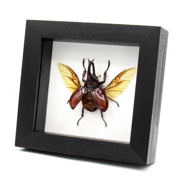 Real Rhinoceros beetle framed taxidermy - Xylotrupes gideon