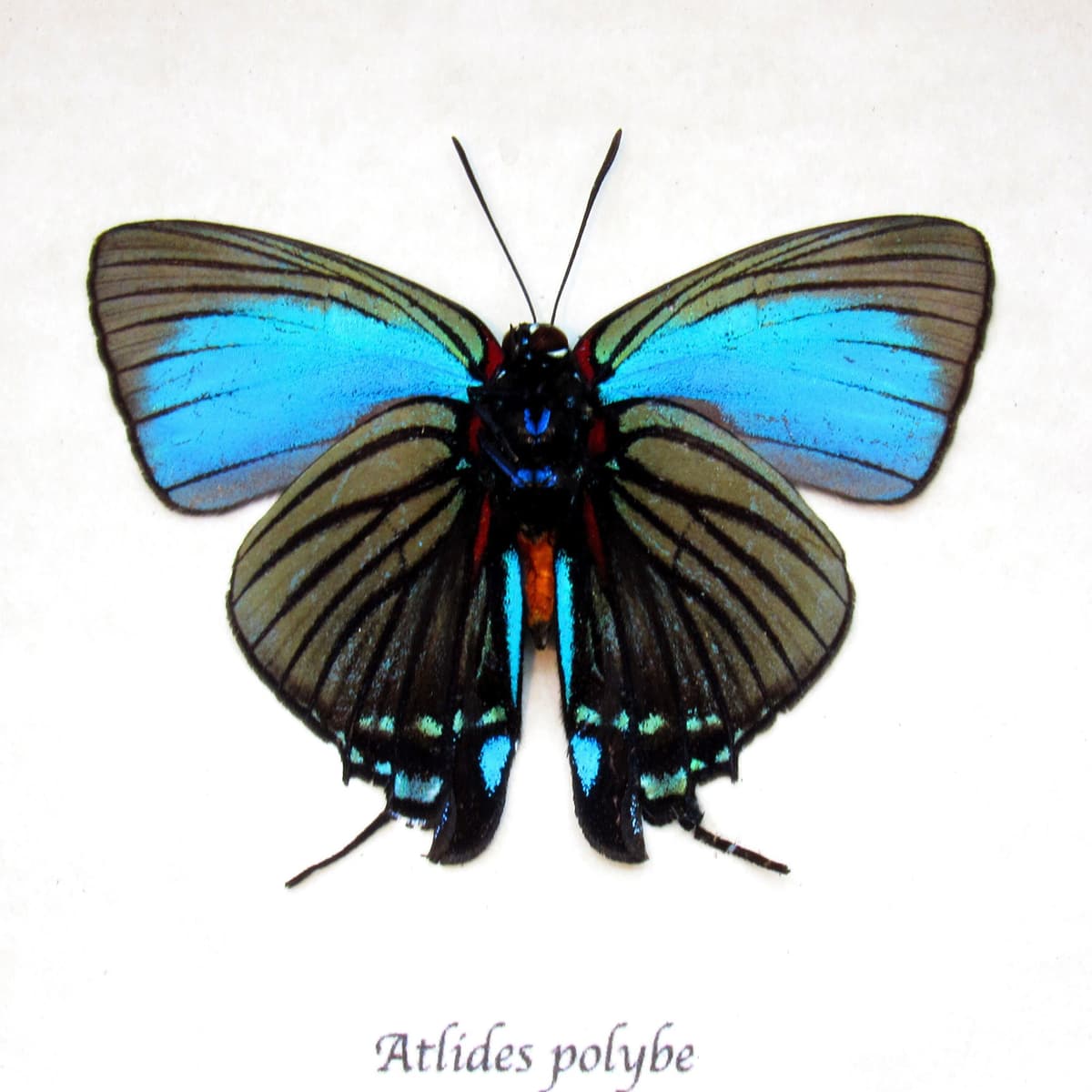 Real rare butterfly framed taxidermy - Atlides polybe