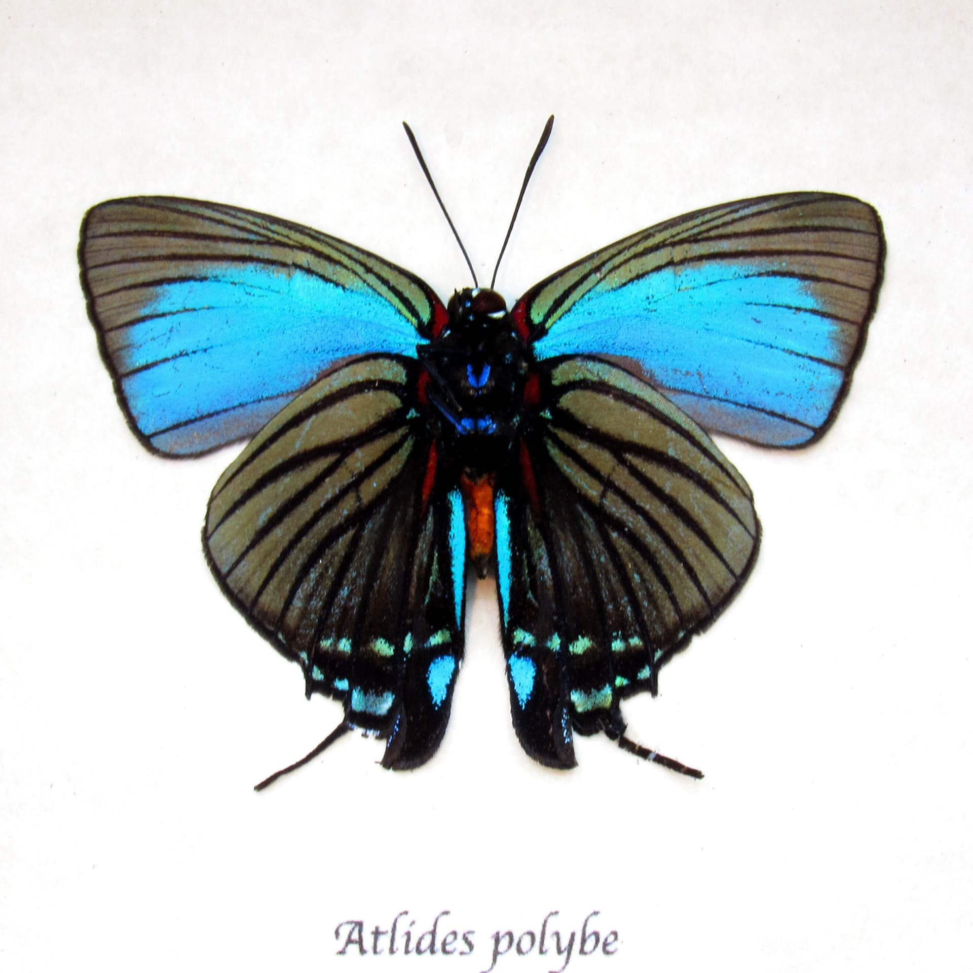 Real rare butterfly framed taxidermy - Atlides polybe