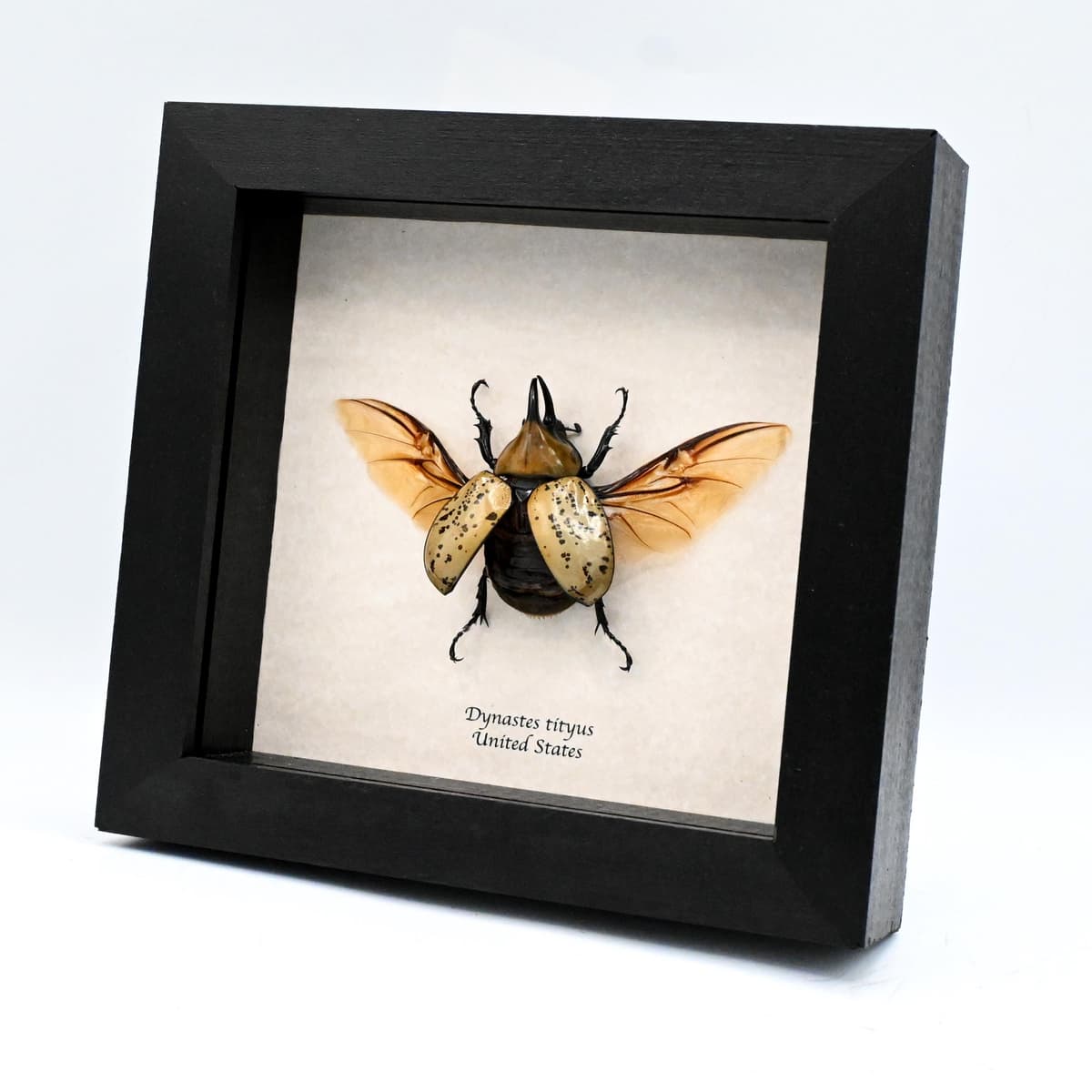 Real Eastern Hercules beetle framed taxidermy - Dynastes tityus