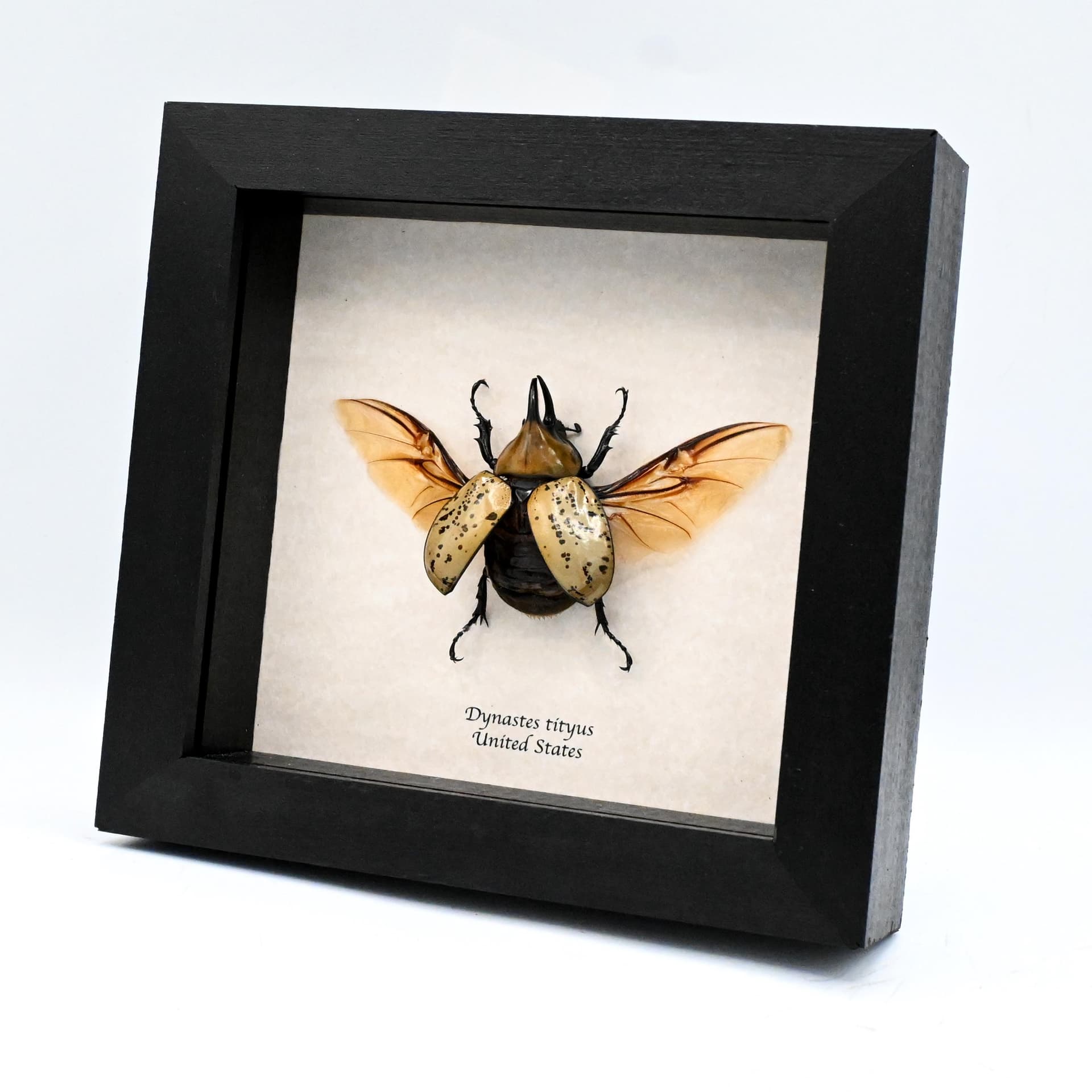 Real Eastern Hercules beetle framed taxidermy - Dynastes tityus