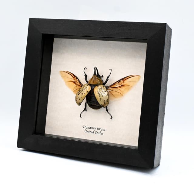 Real Eastern Hercules beetle framed taxidermy - Dynastes tityus