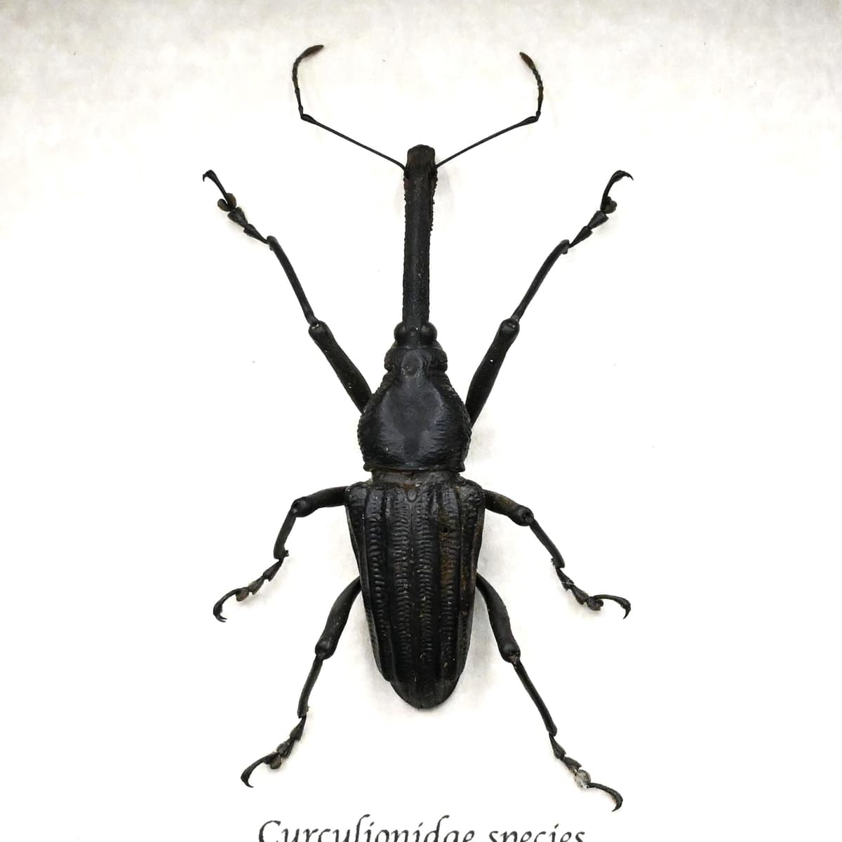 Unusual real Weevil framed taxidermy - Curculionidae species