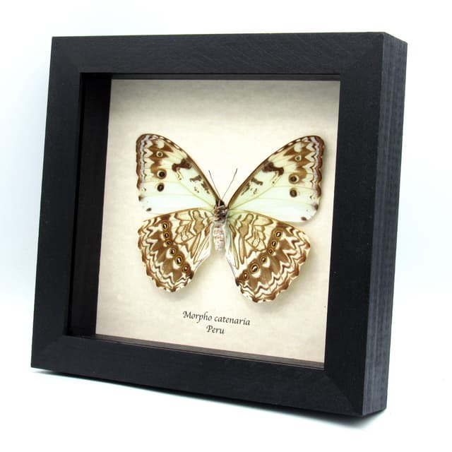 Rare XL pale green opalescent Mint Morpho butterfly framed taxidermy - Morpho catenaria - dark form female