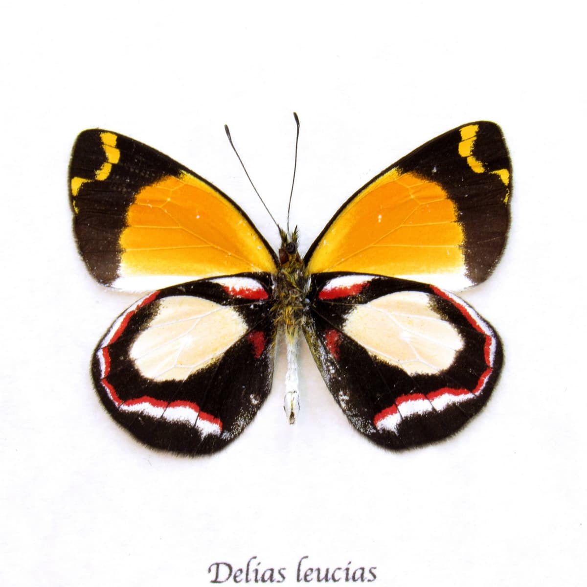 Real yellow Delias butterfly framed taxidermy - Delias leucias