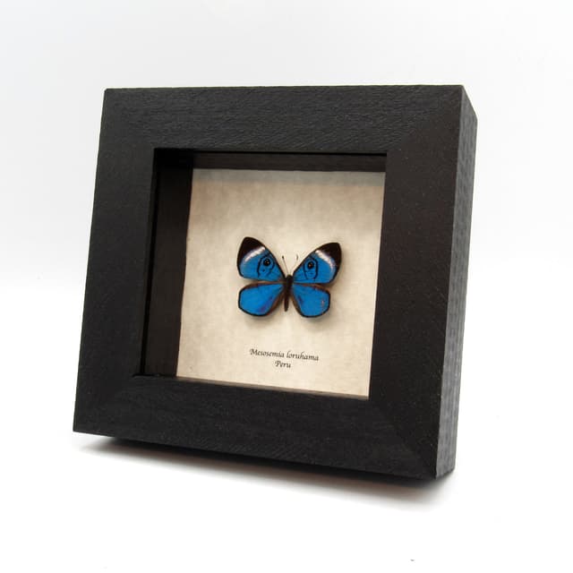 Rare metallic blue Metalmark butterfly framed taxidermy - Mesosemia loruhama