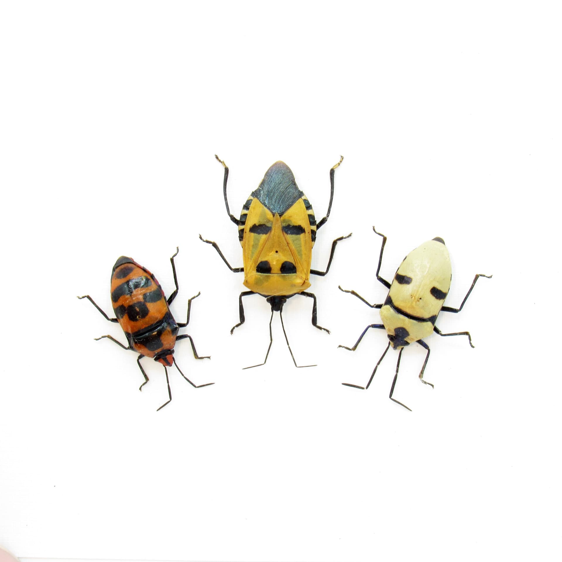 Real bugs with human faces dancing :)