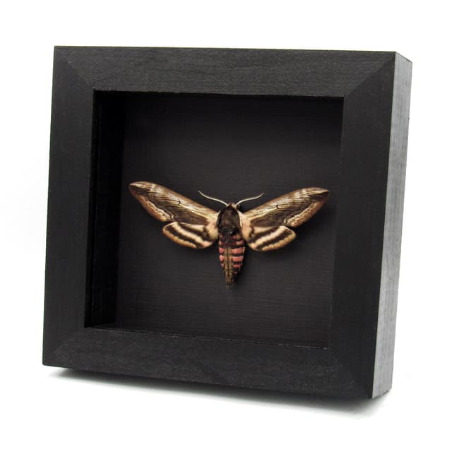 Real pink Privet Hawk Moth framed taxidermy - Sphinx ligustri