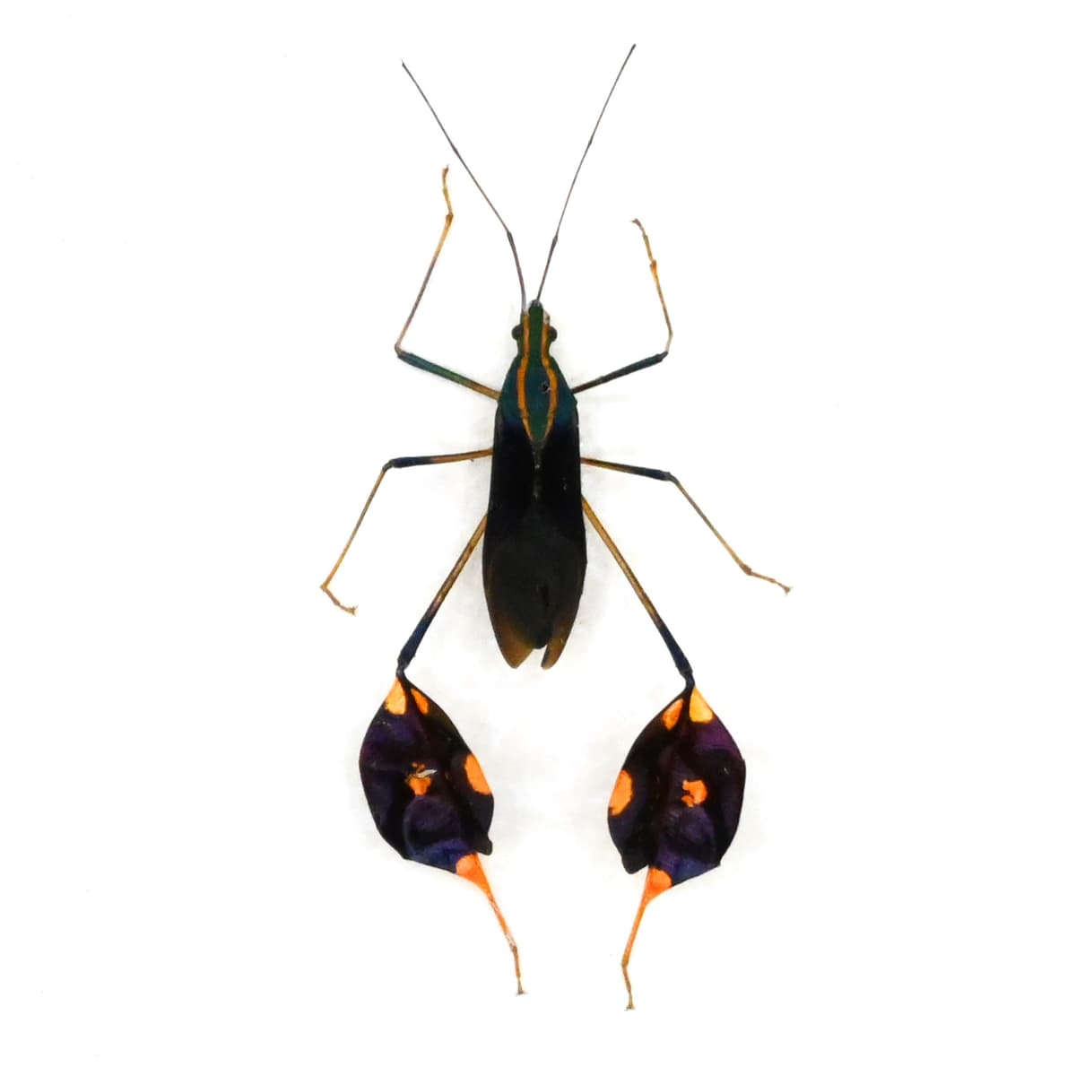 Rare Leaf Footed bug framed taxidermy - Diactor bilineatus