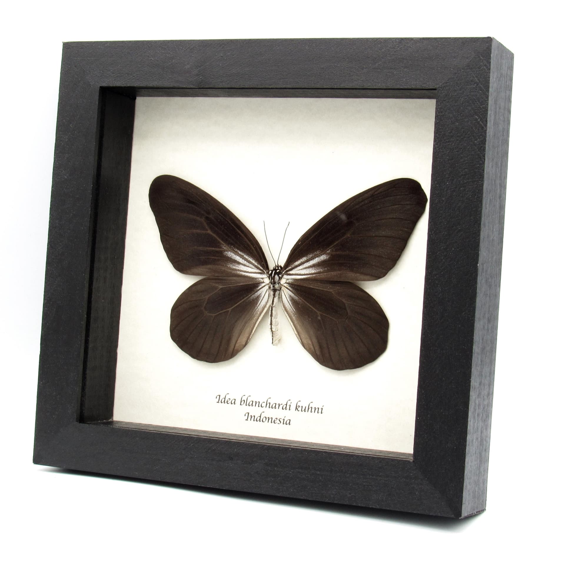 Very rare large Rice Wing butterfly framed taxidermy - Idea blanchardi kuhni - black form
