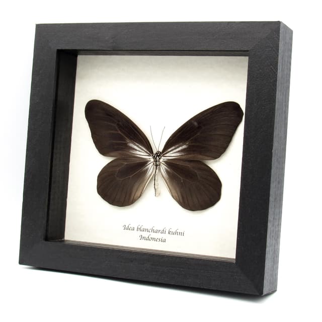 Very rare large Rice Wing butterfly framed taxidermy - Idea blanchardi kuhni - black form