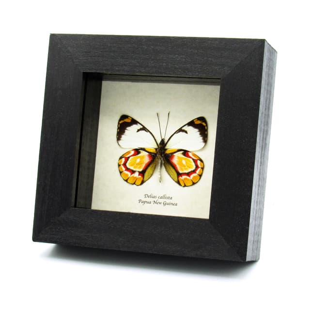 Rare Delias butterfly framed taxidermy - Delias callista - minor damage