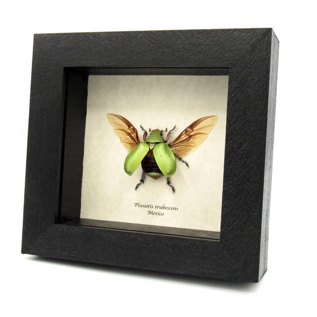 Real Scarab beetle framed taxidermy - Plusiotis erubescens