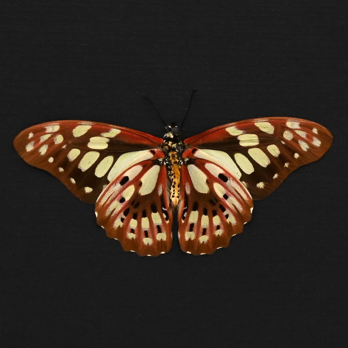 Real red butterfly framed taxidermy - Graphium cyrnus - Victorian mount