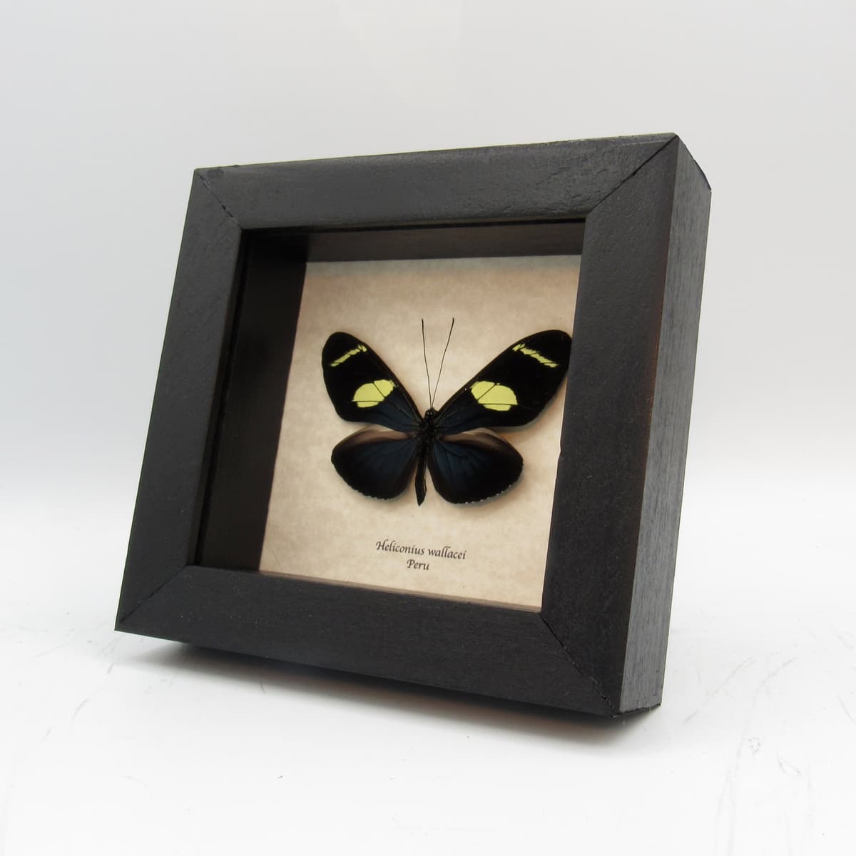 Real blue Longwing framed taxidermy butterfly - Heliconius wallacei