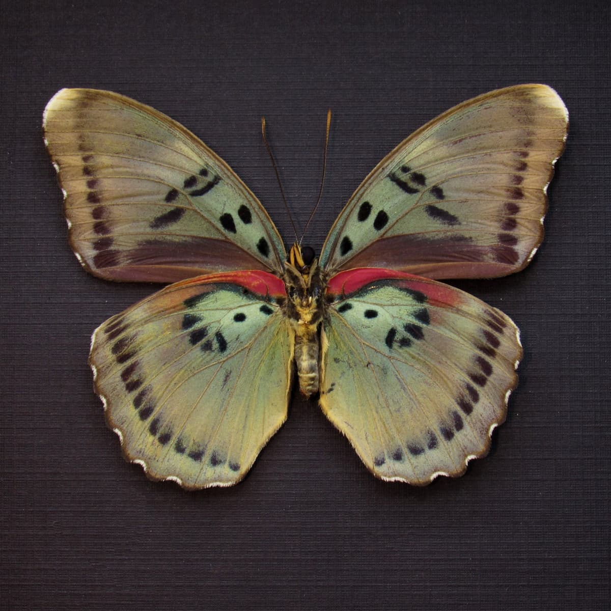 Real African Forester butterfly framed taxidermy - Euphaedra caerulescens - female