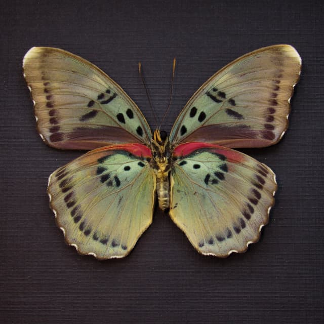 Real African Forester butterfly framed taxidermy - Euphaedra caerulescens - female