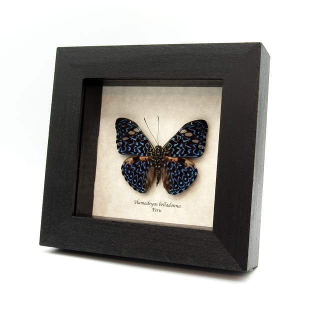 Real blue butterfly framed taxidermy - Hamadryas belladonna